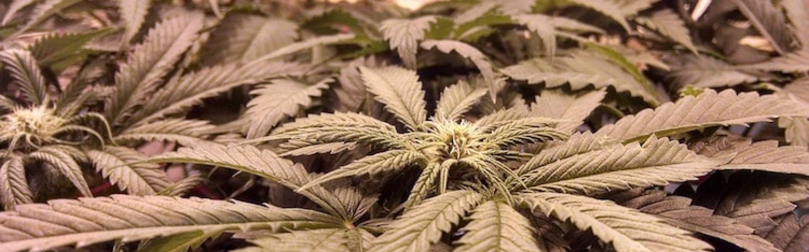 marijuana plants