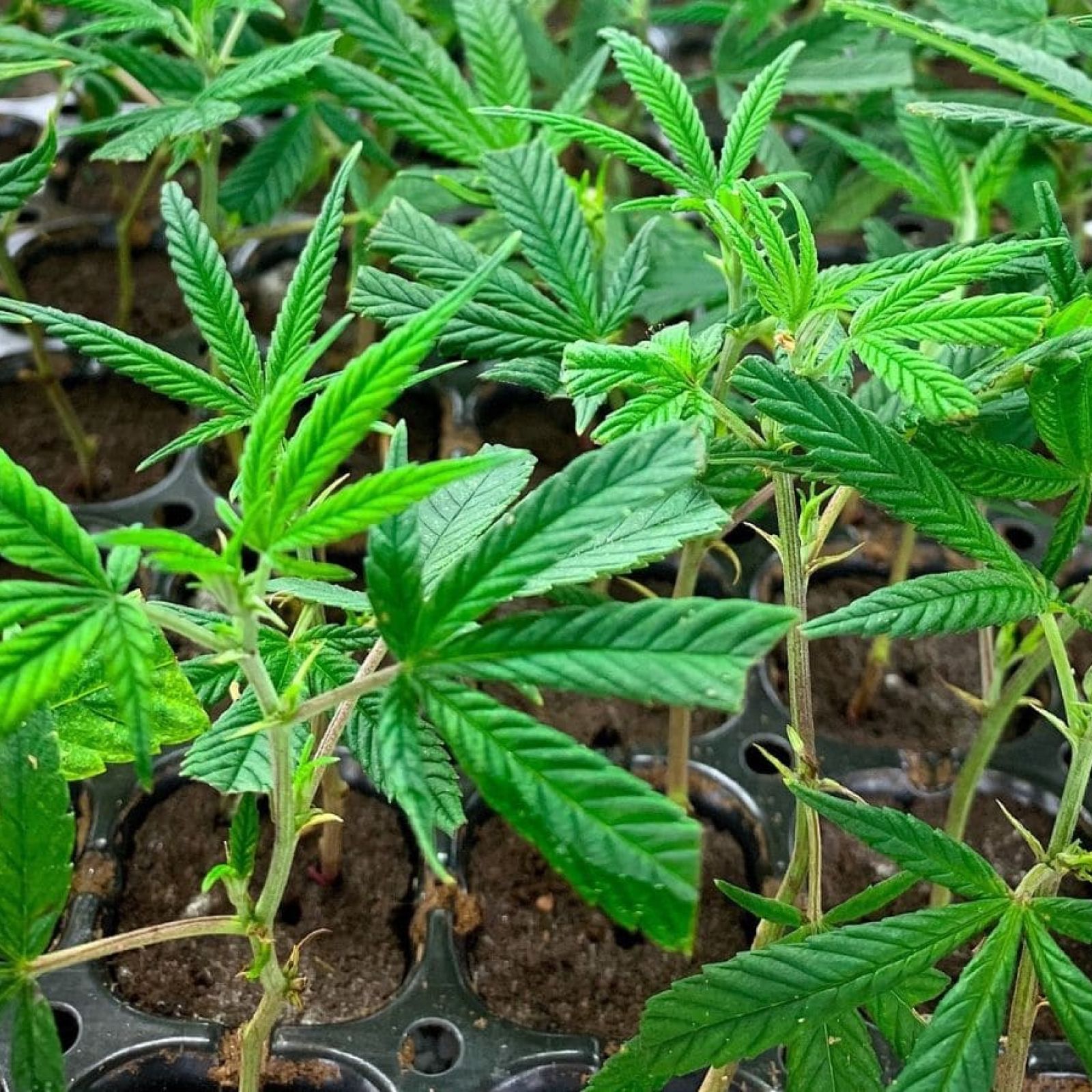 Cannabis plant clones genetics strains starts