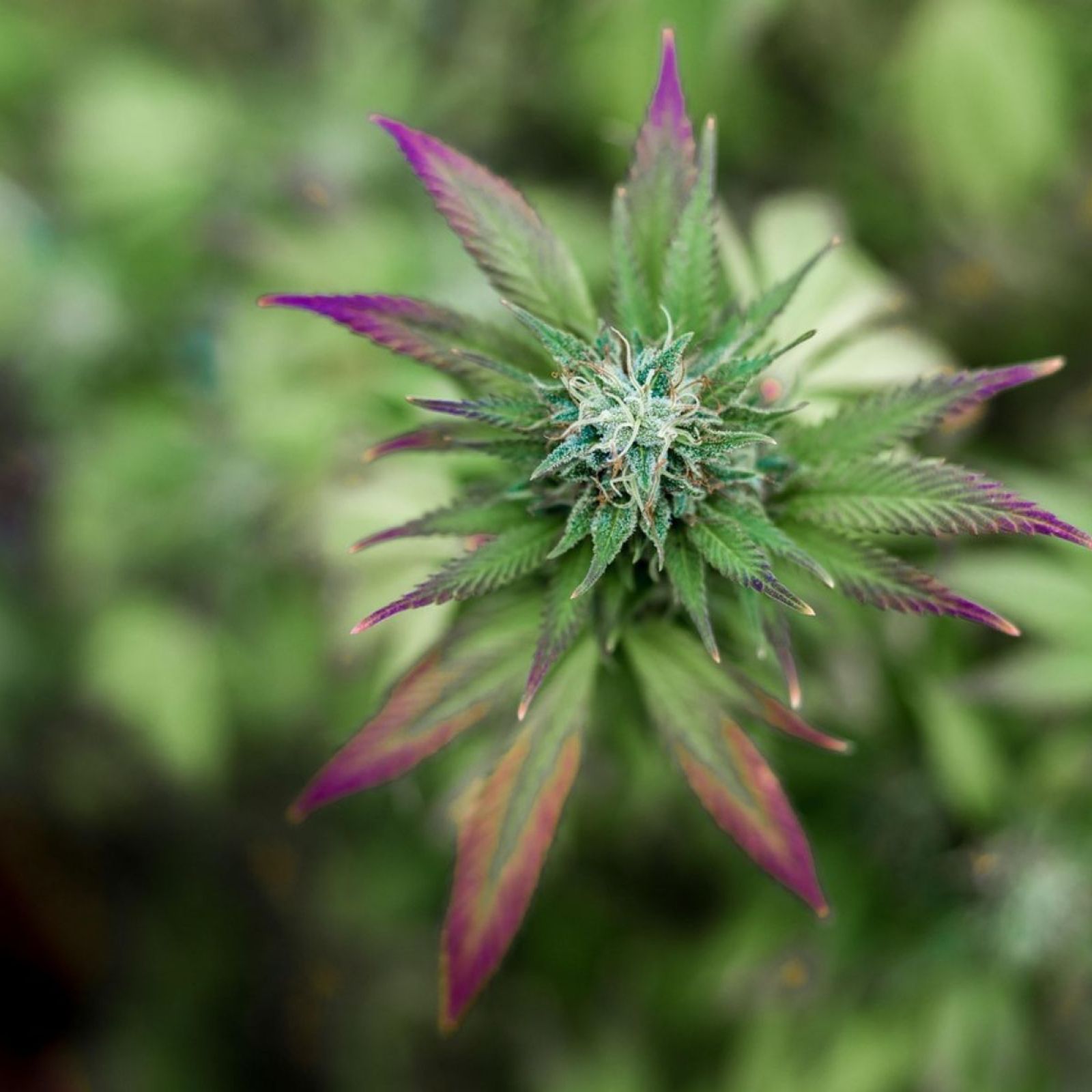 cannabis plant