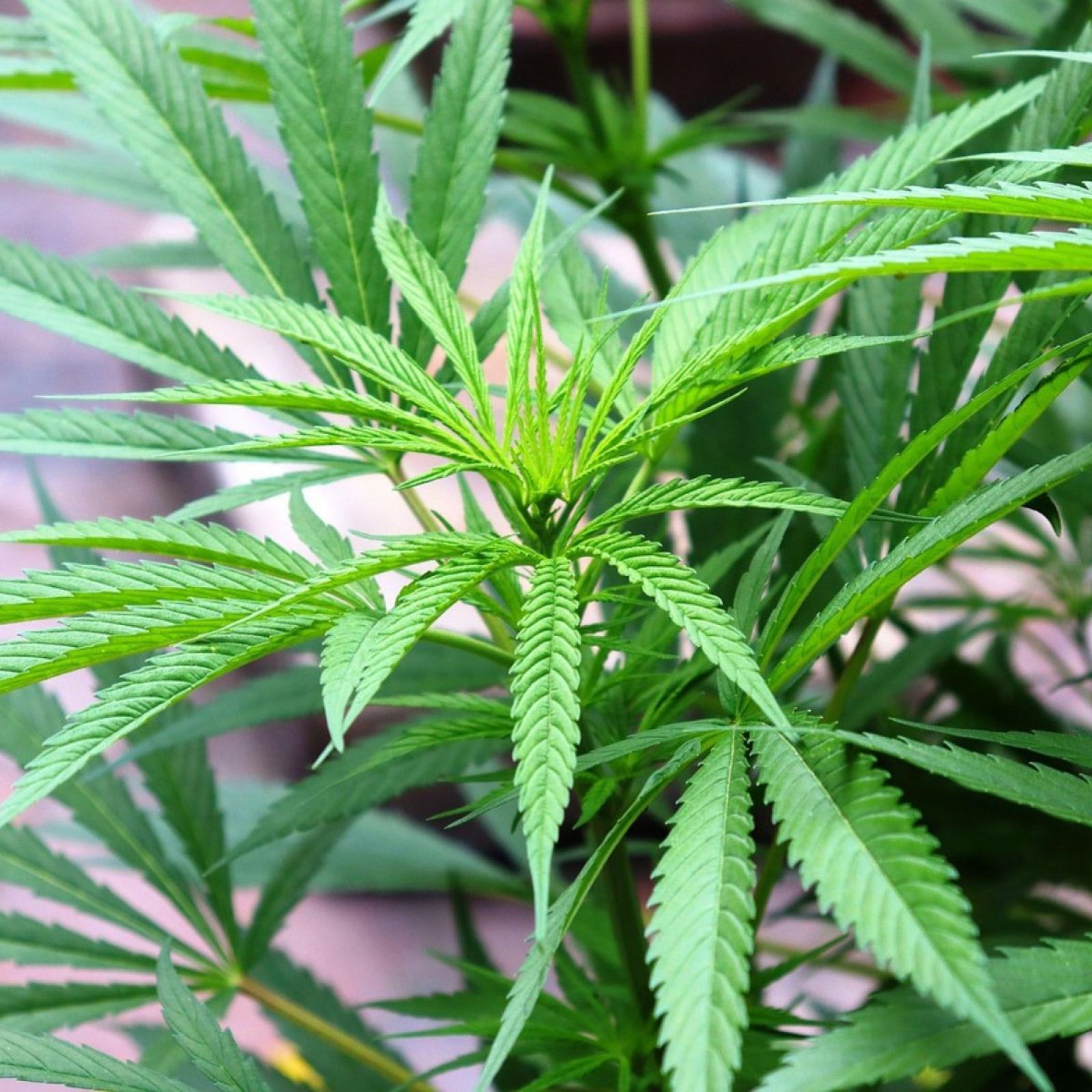 cannabis plant leaves