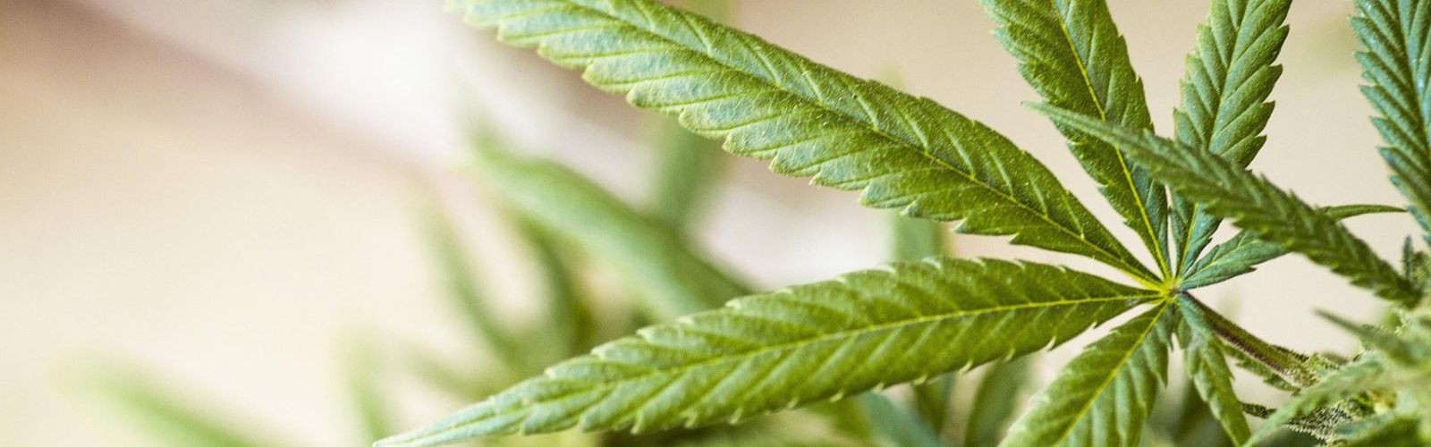 cannabis plant leaf leaves