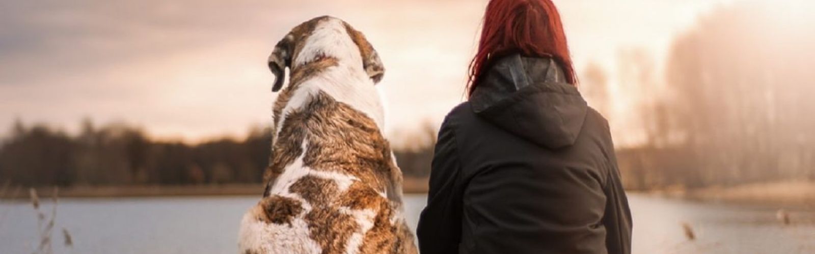 dog pet animal veterinarian