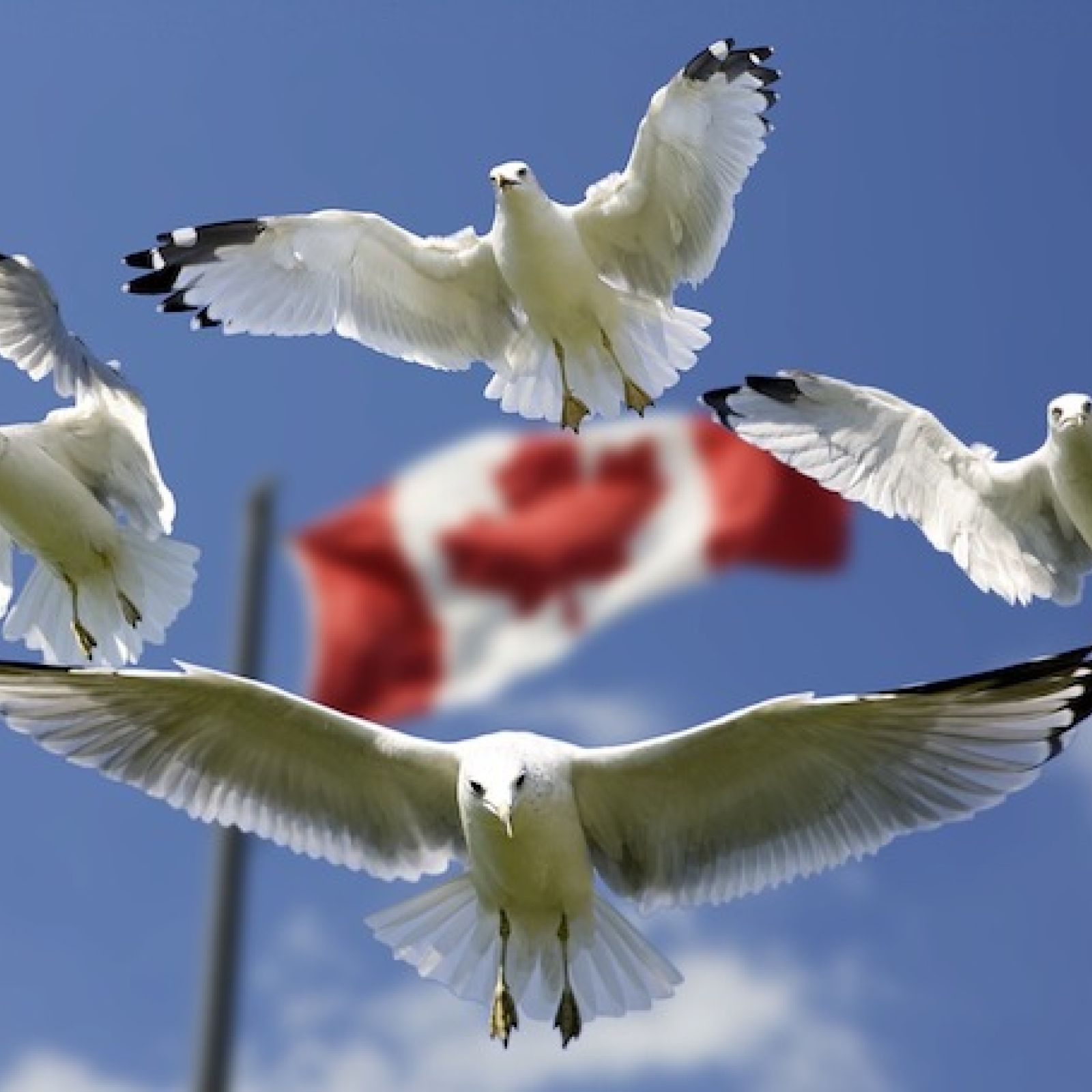 Oh Canada