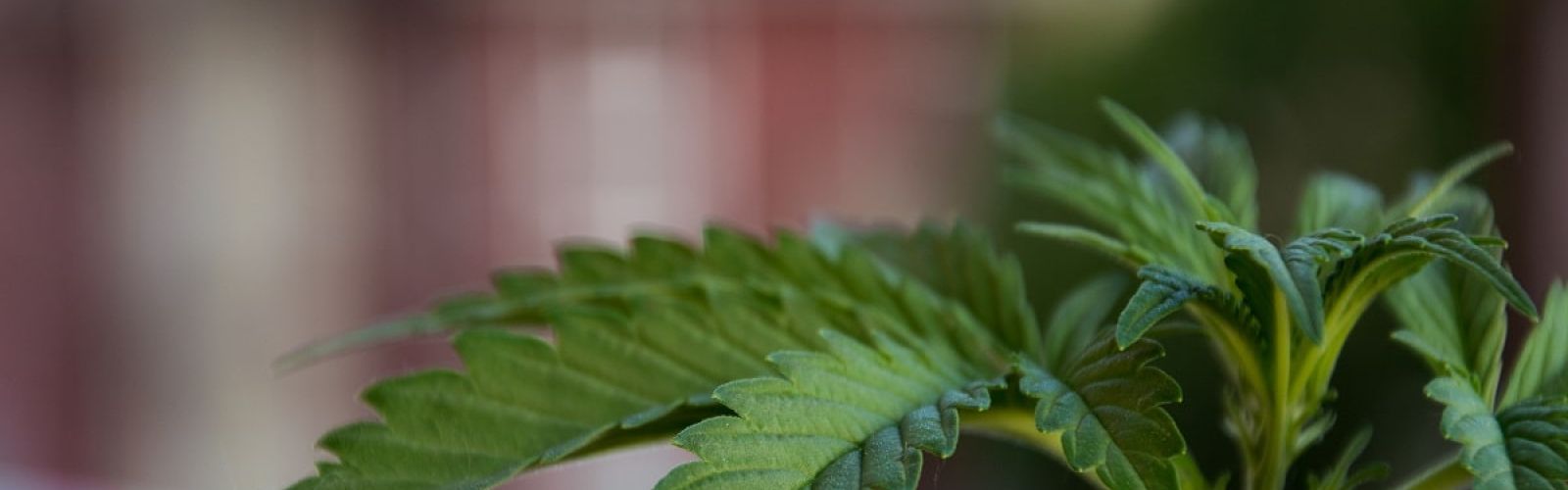 cannabis plant in jamaica