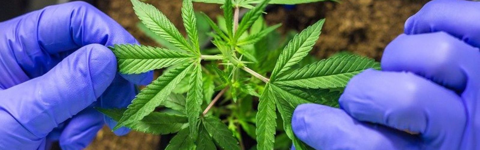 medical cannabis plant