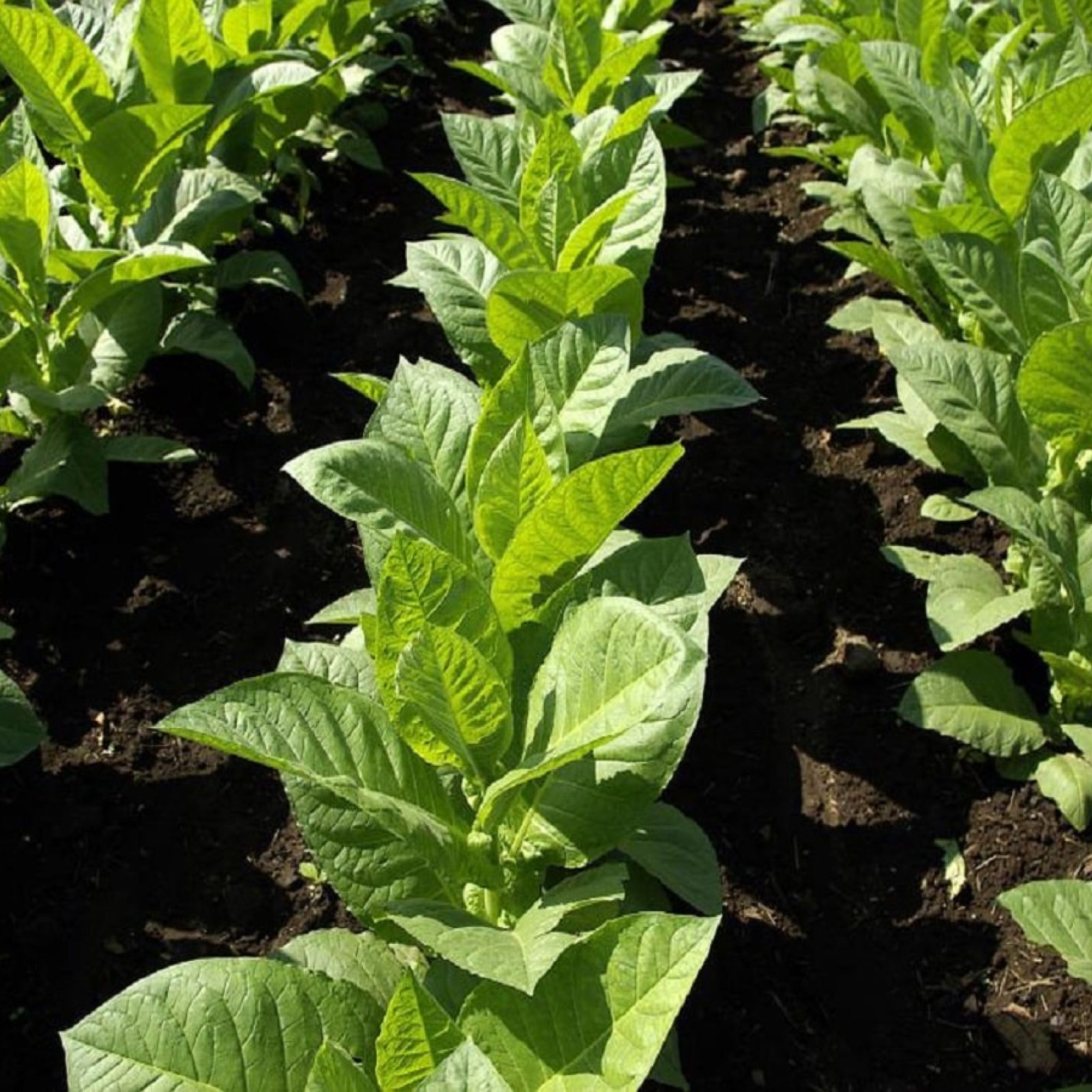tobacco plants leaf