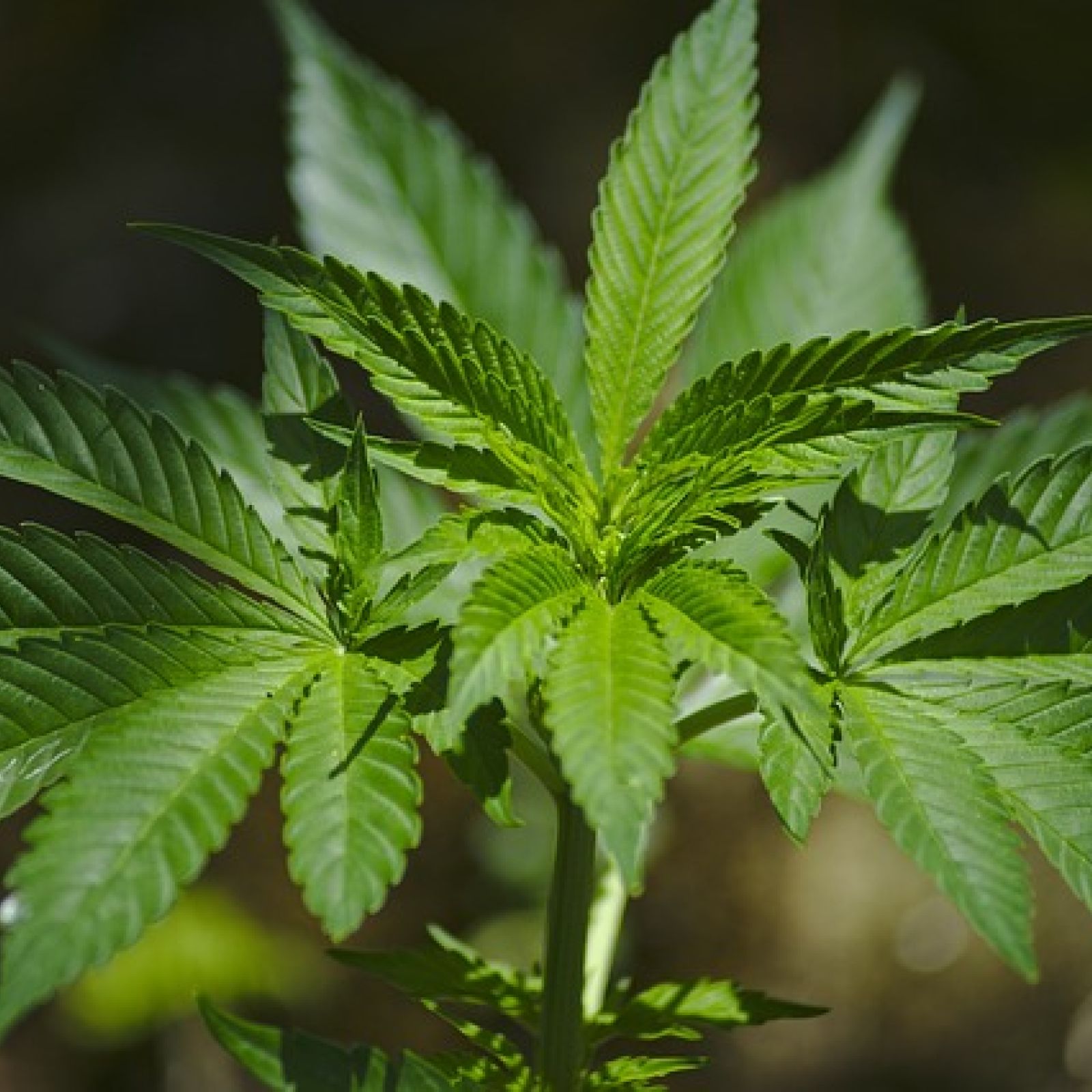 Cannabis plant