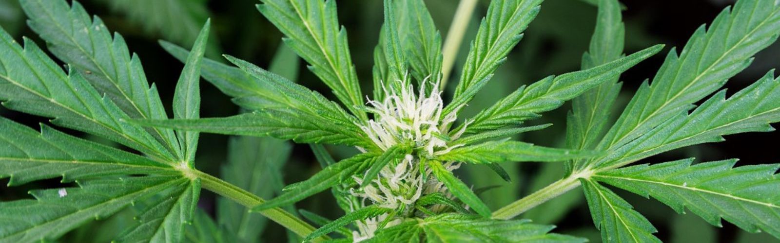 cannabis plant