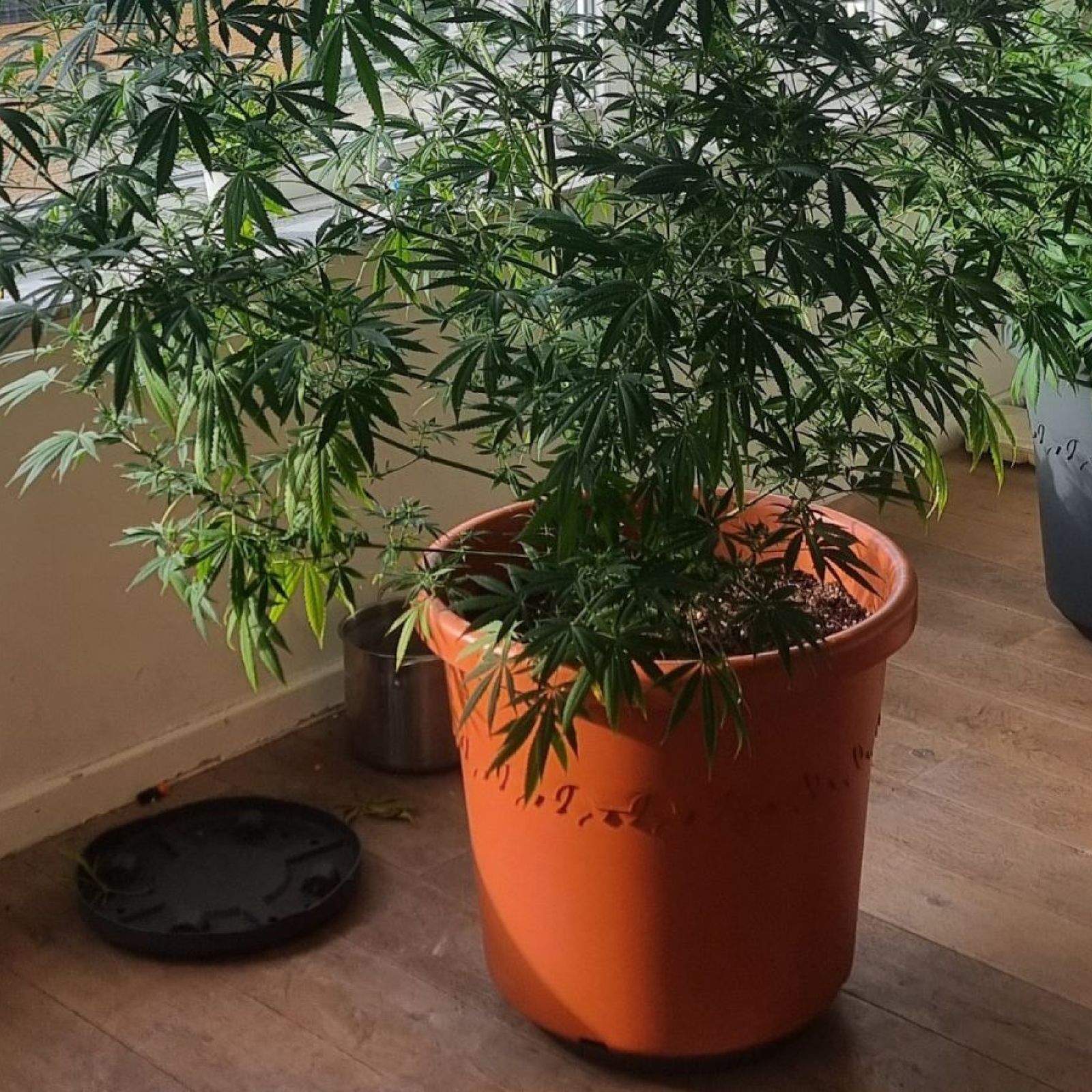Cannabis Plant