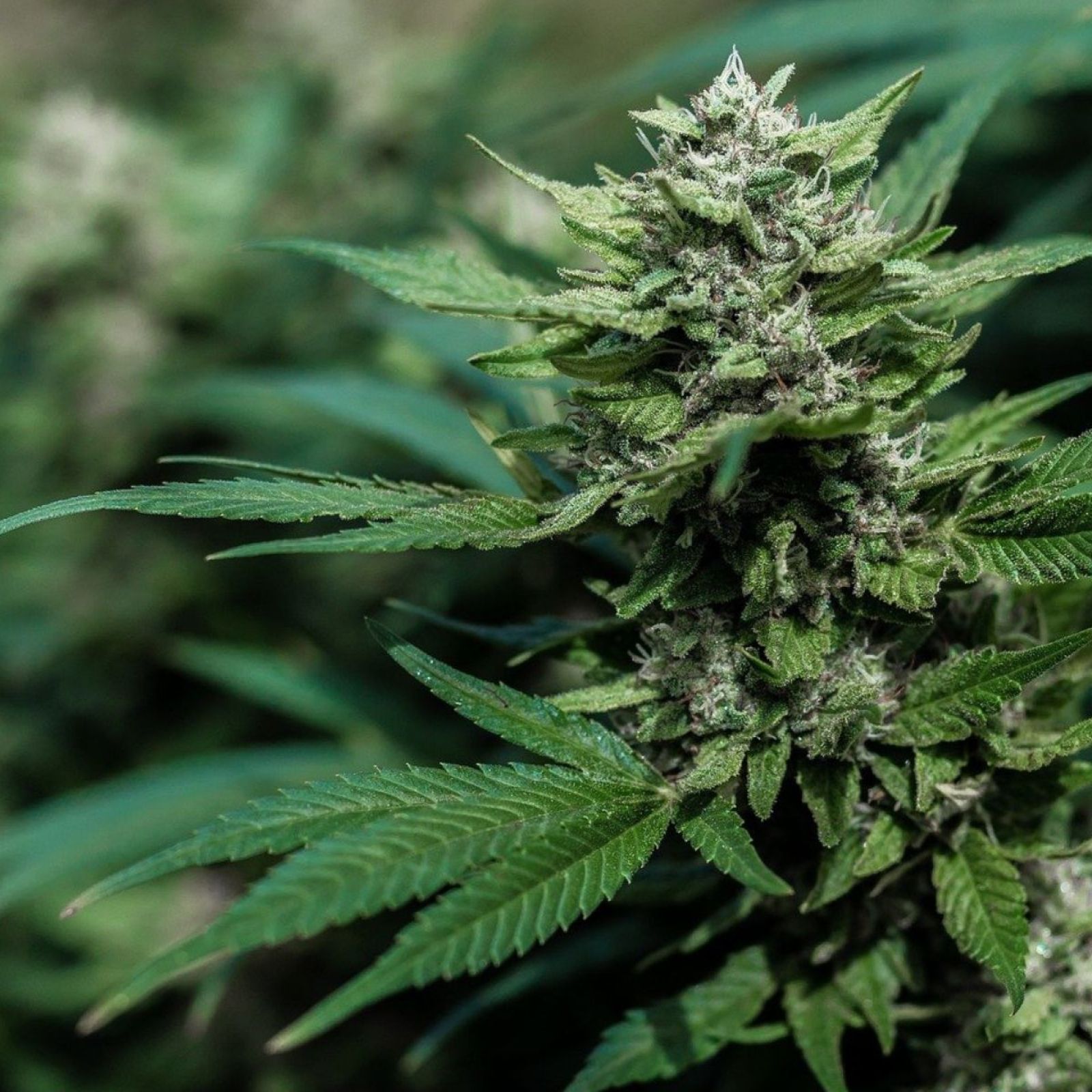 adult use cannabis plant