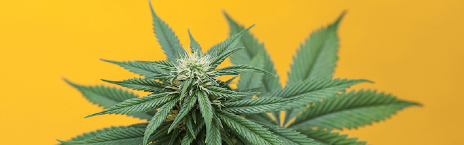 Cannabis Plant ICBC Logo