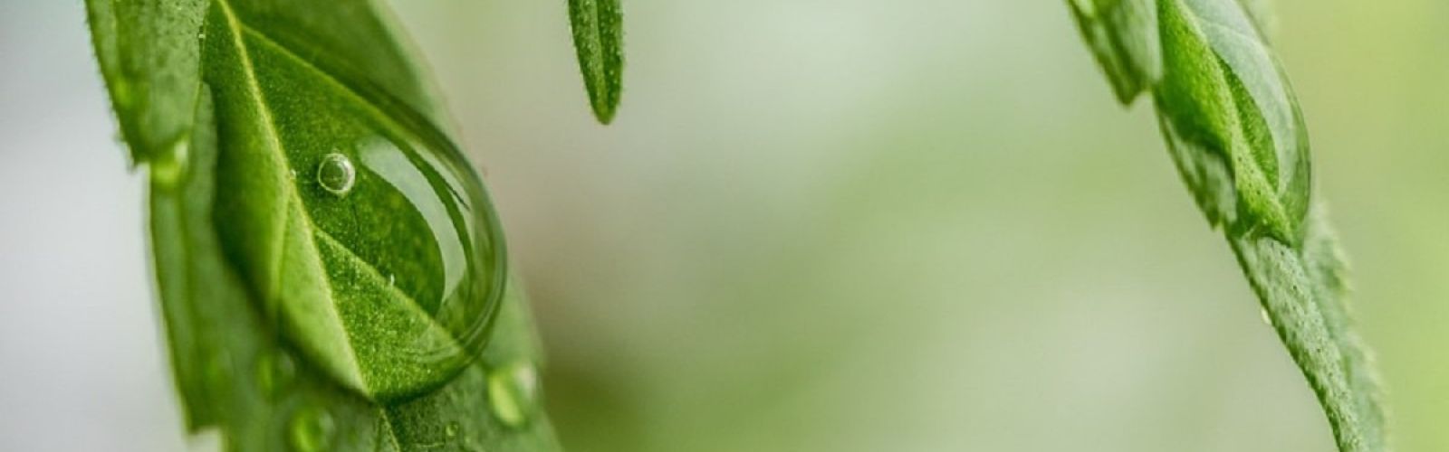 cannabis leaf