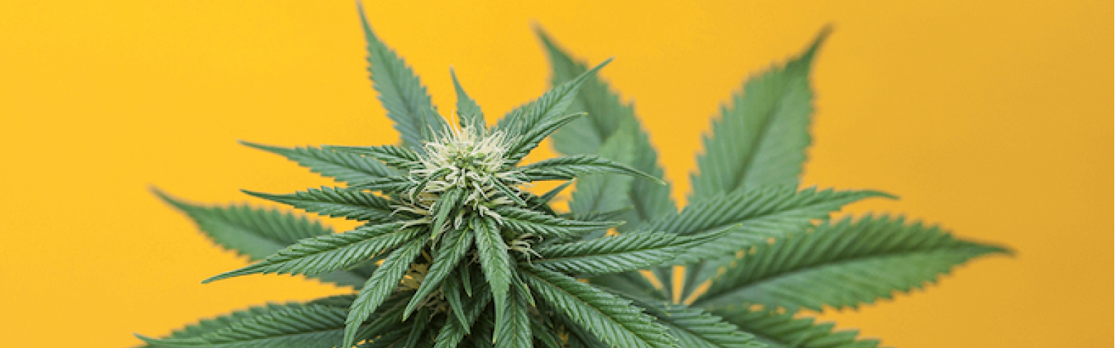 Cannabis Plant ICBC Logo