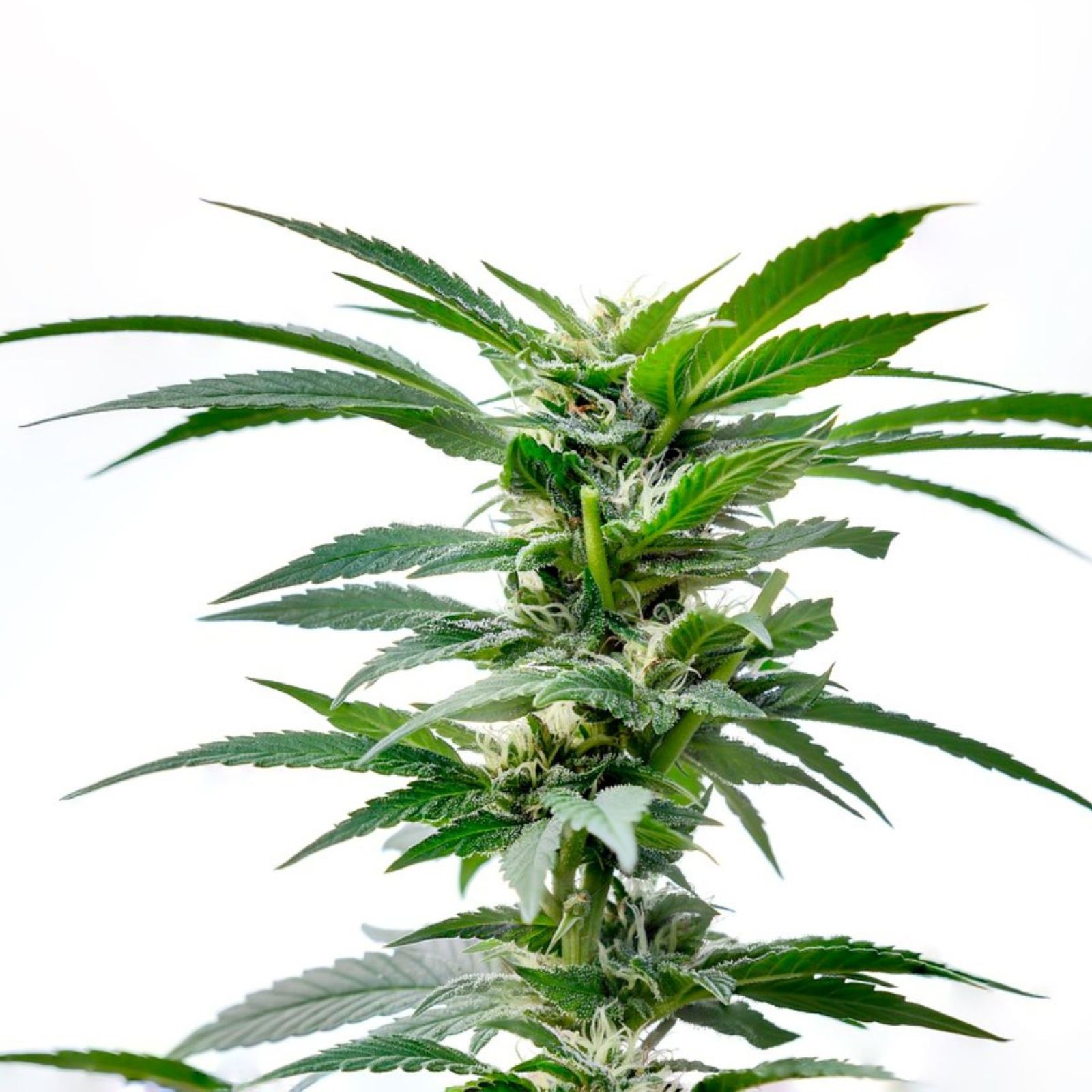 cannabis plant flower