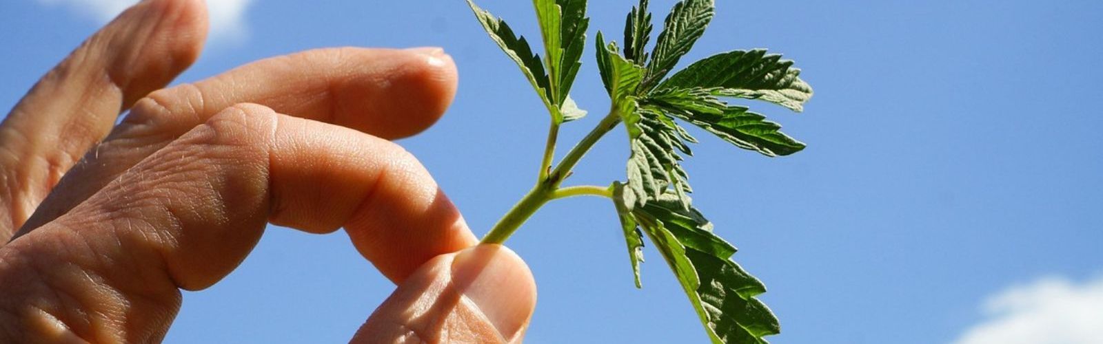 hemp cannabis leaf leaves plant