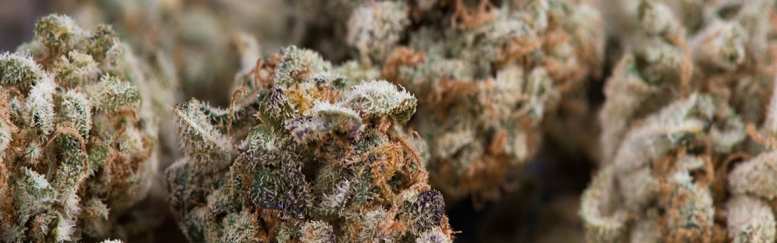 cannabis flower buds