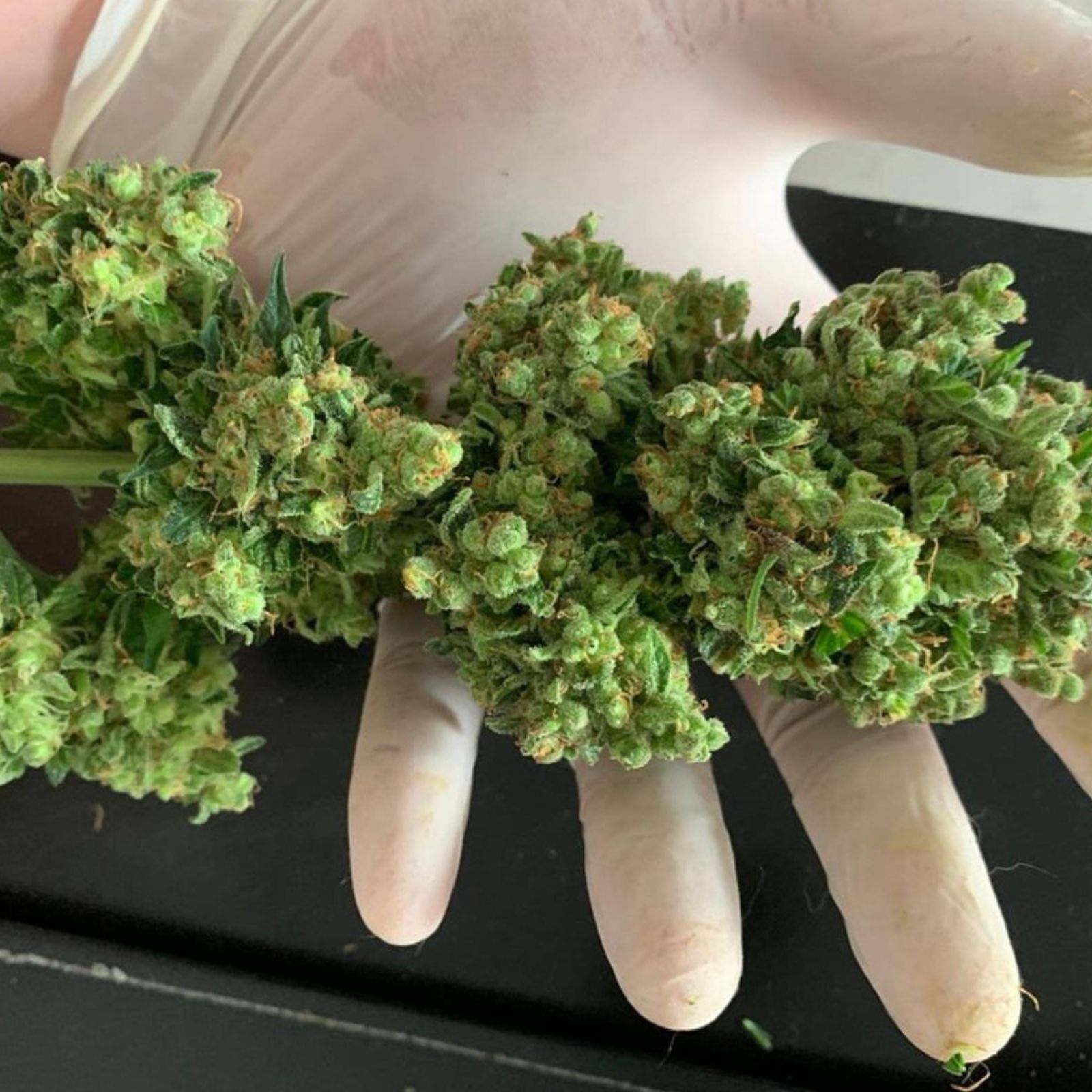 trimmed cannabis bud flower