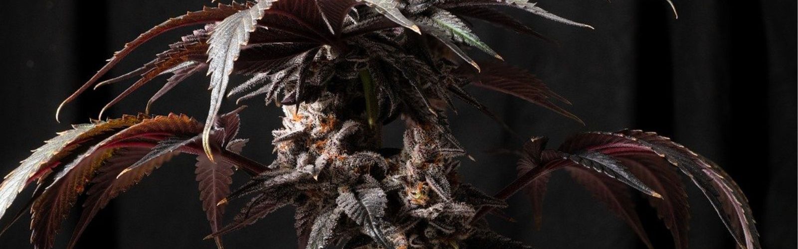 cannabis plant