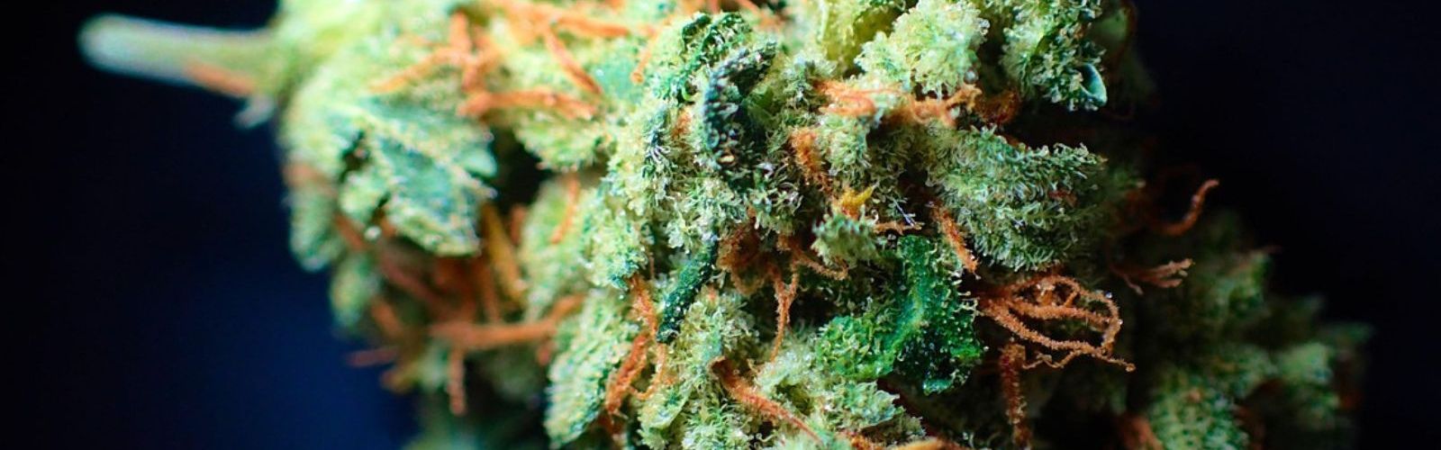 cannabis flower bud