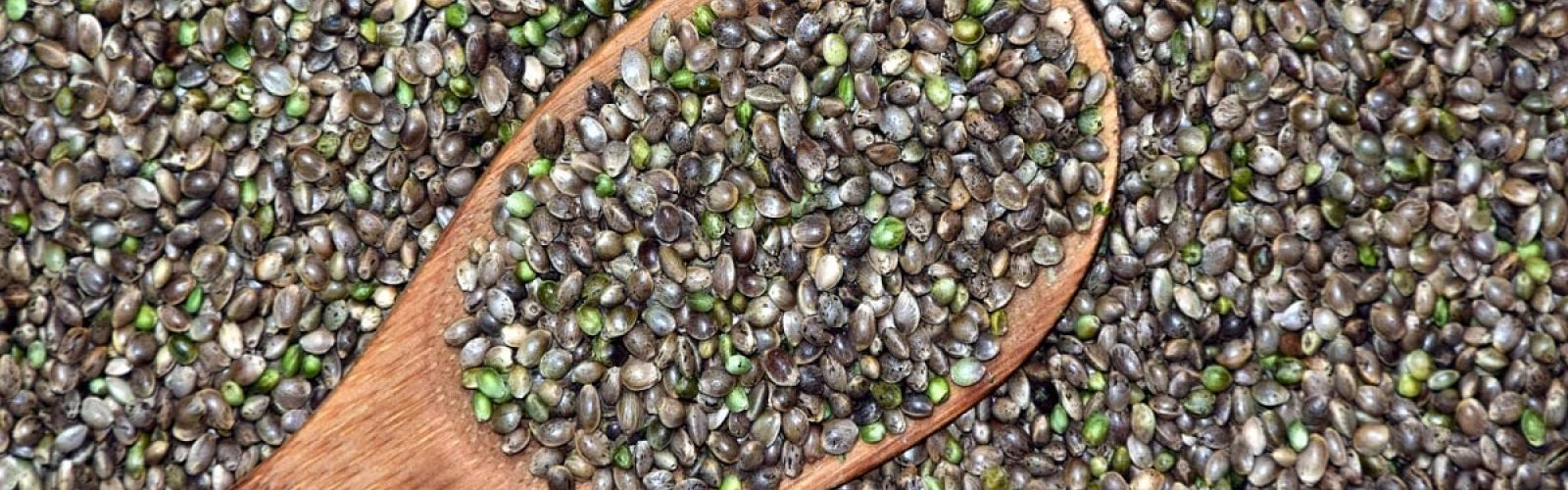 hemp seed