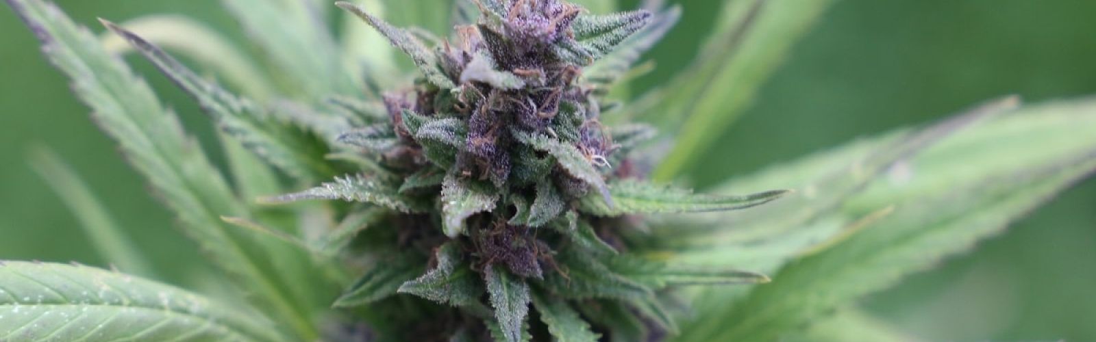 cannabis plant flower bud garden