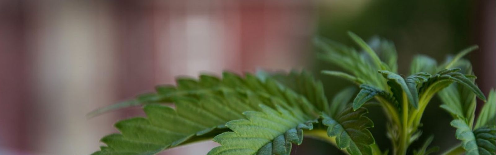 cannabis plant in jamaica