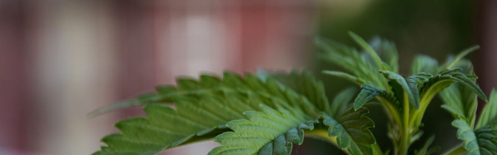 cannabis plant in jamaica
