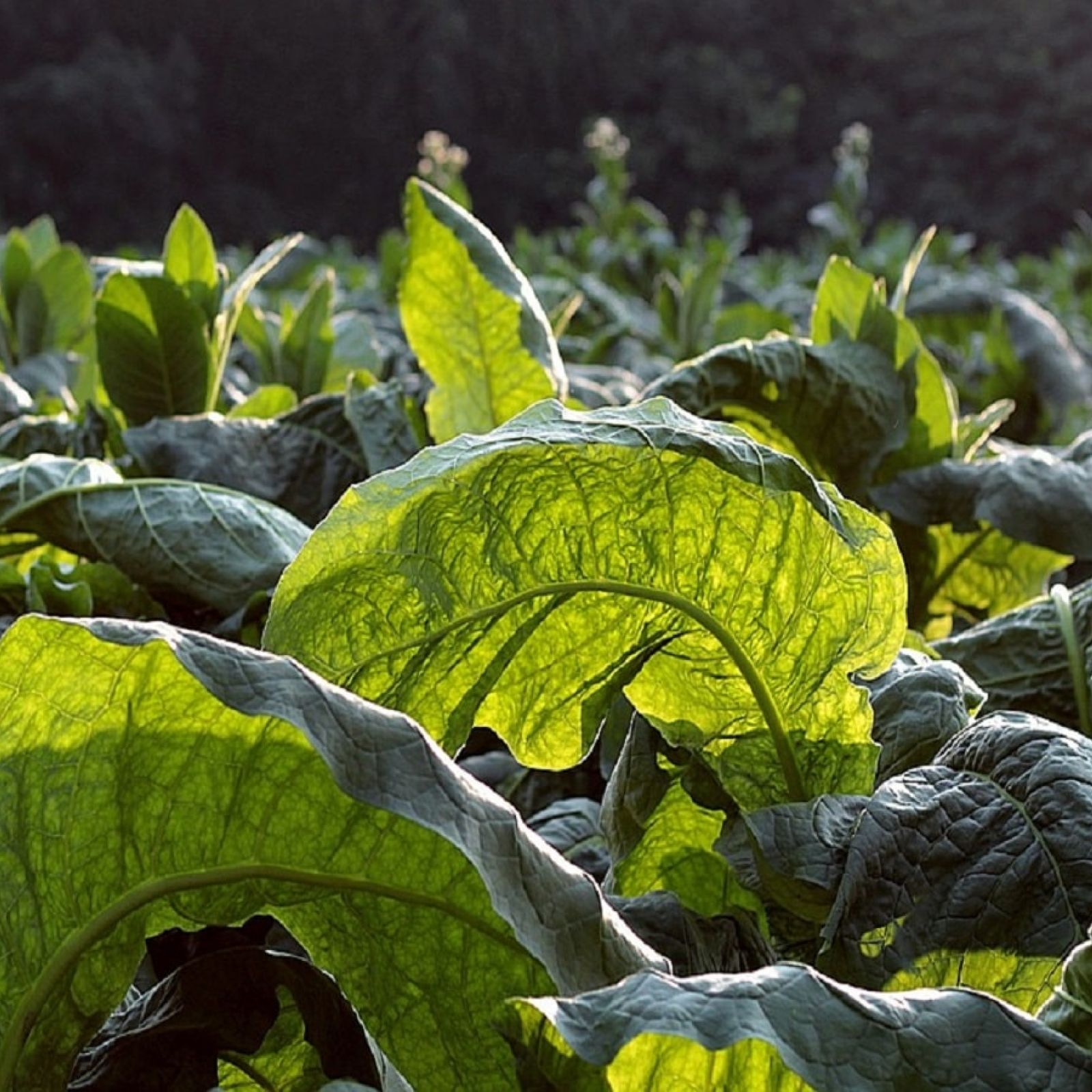 tobacco