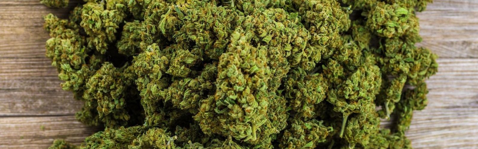 cannabis flower buds