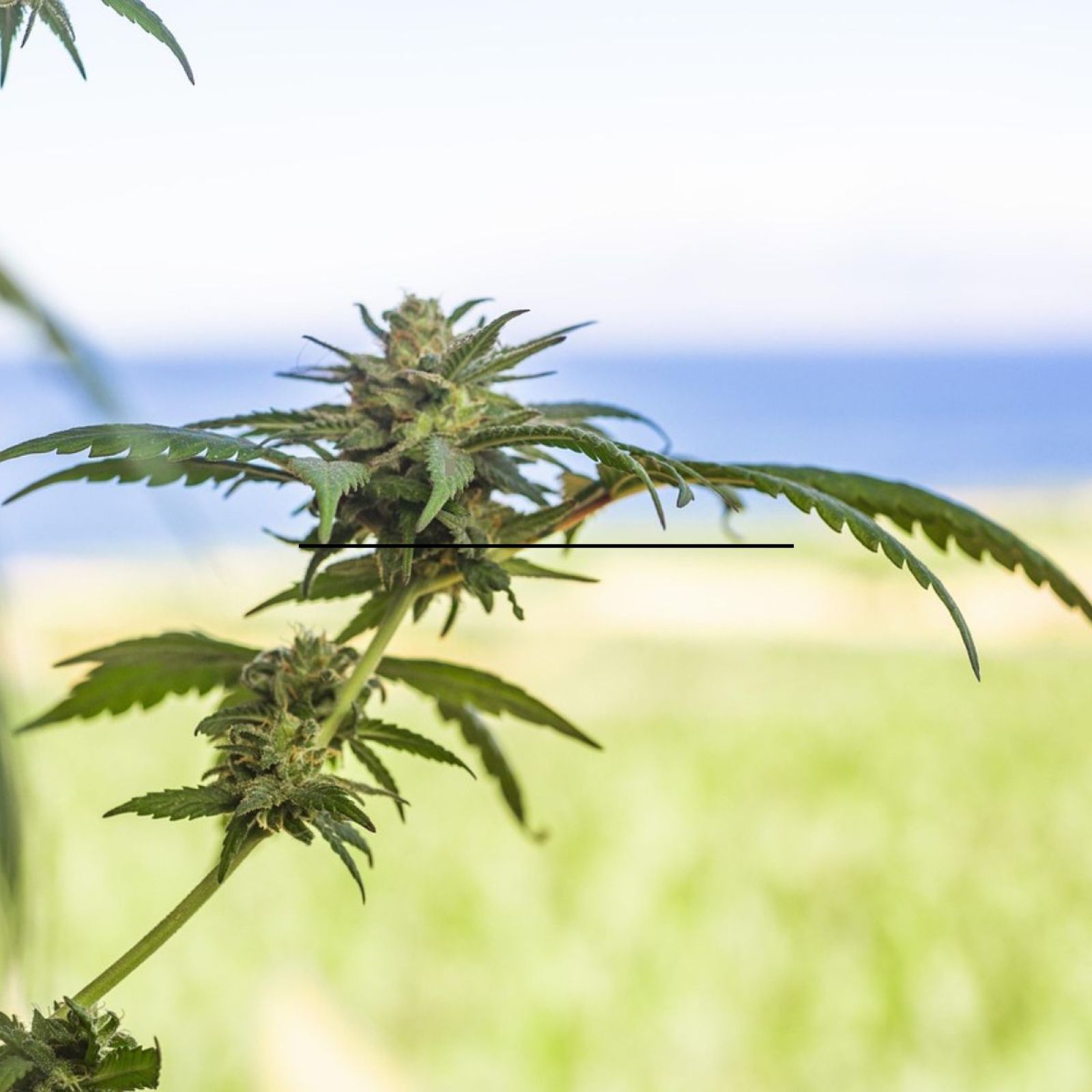 cannabis plant