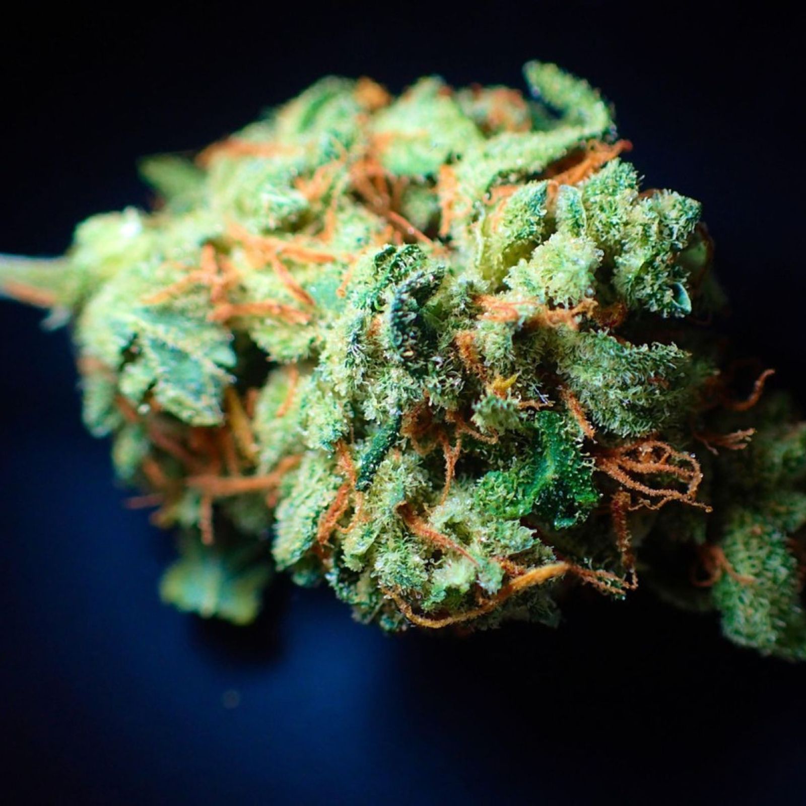 cannabis flower bud