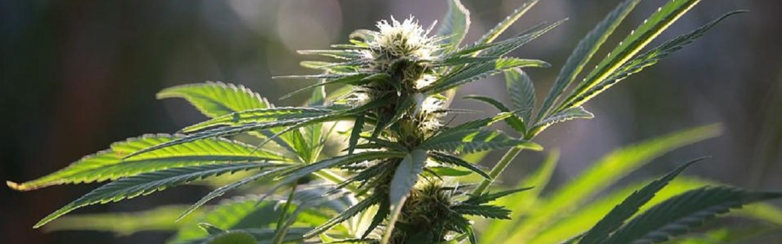 hemp-cannabis-flower-plant-garden-outdoor