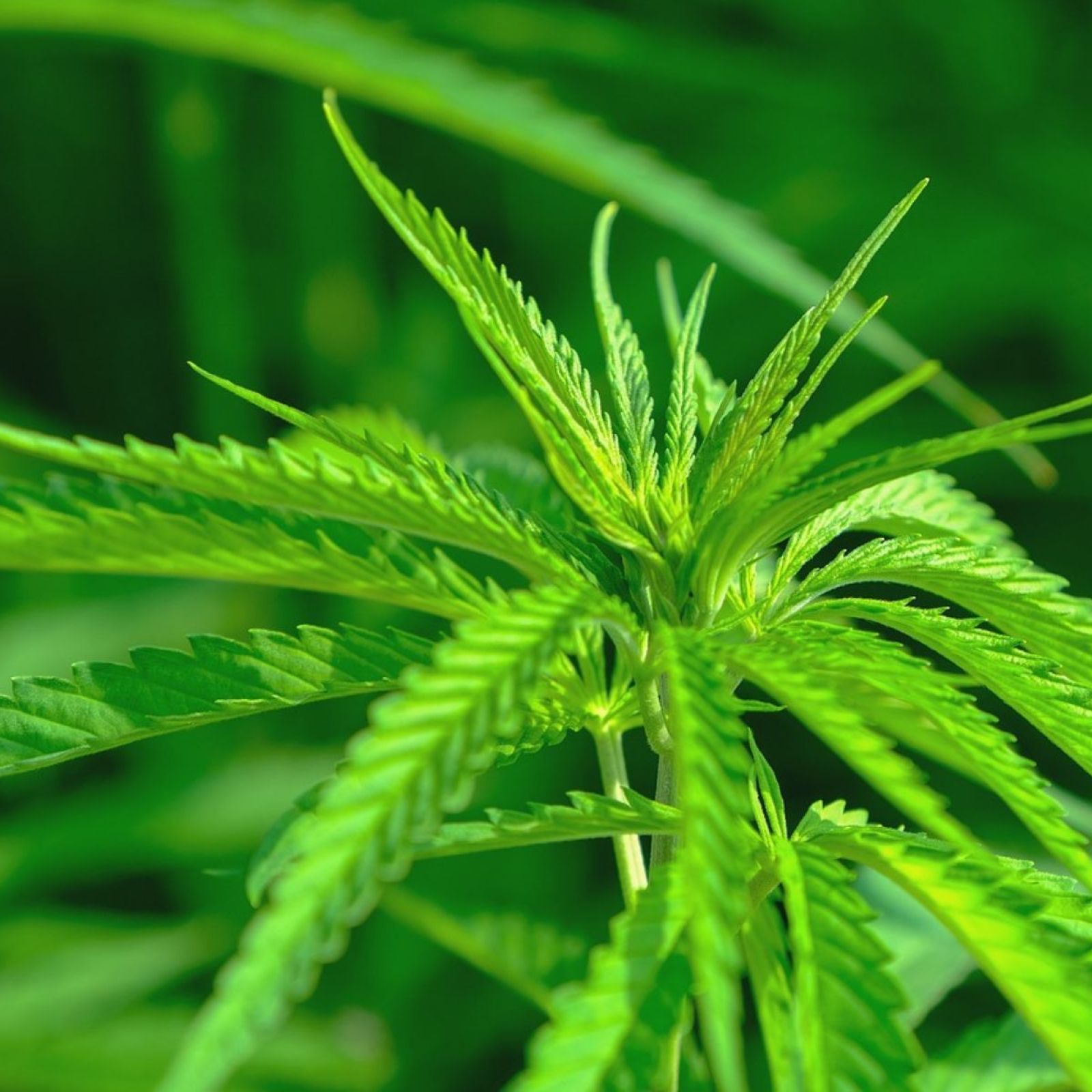 industrial hemp plant plants