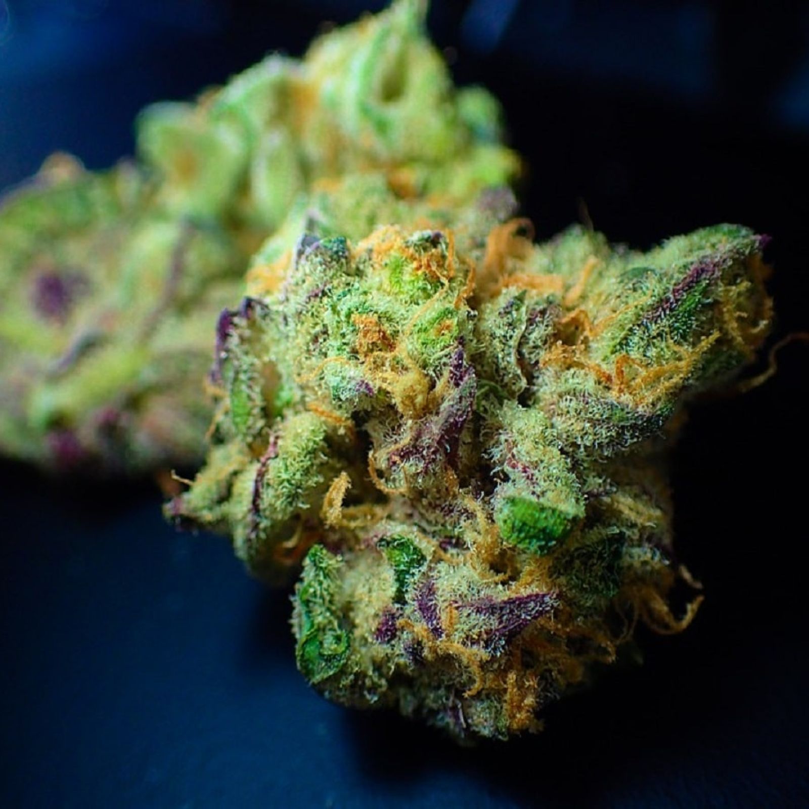 cannabis flower plant