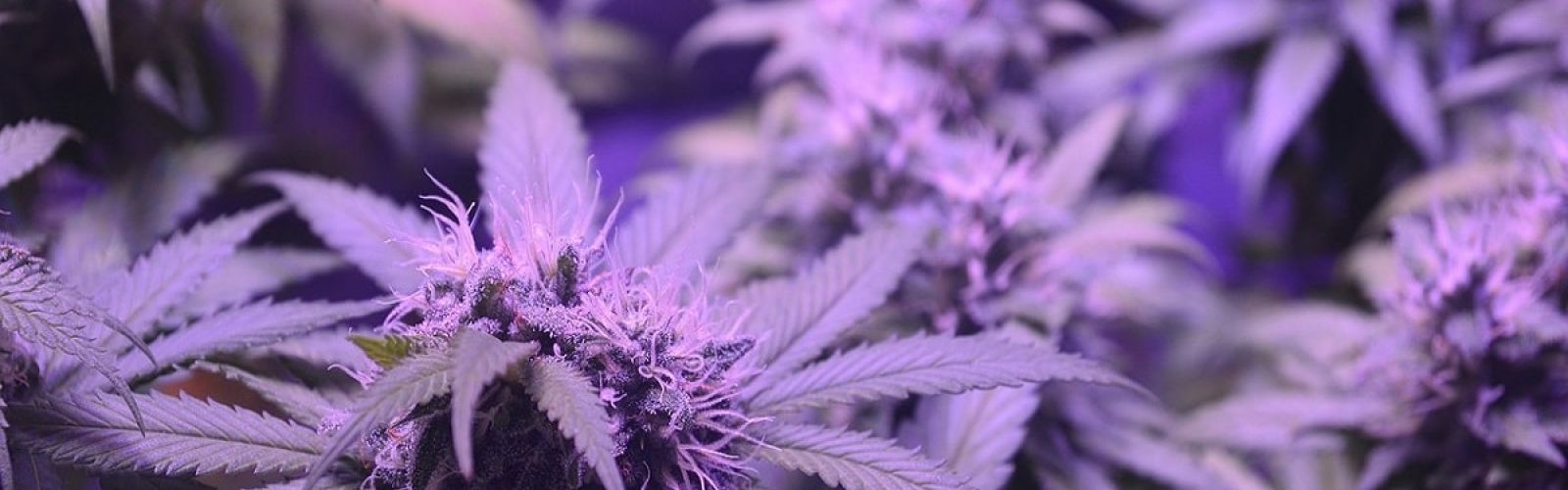 purple cannabis plant flower bud