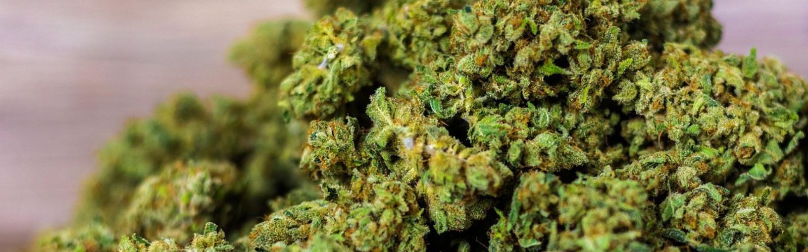 cannabis flower buds