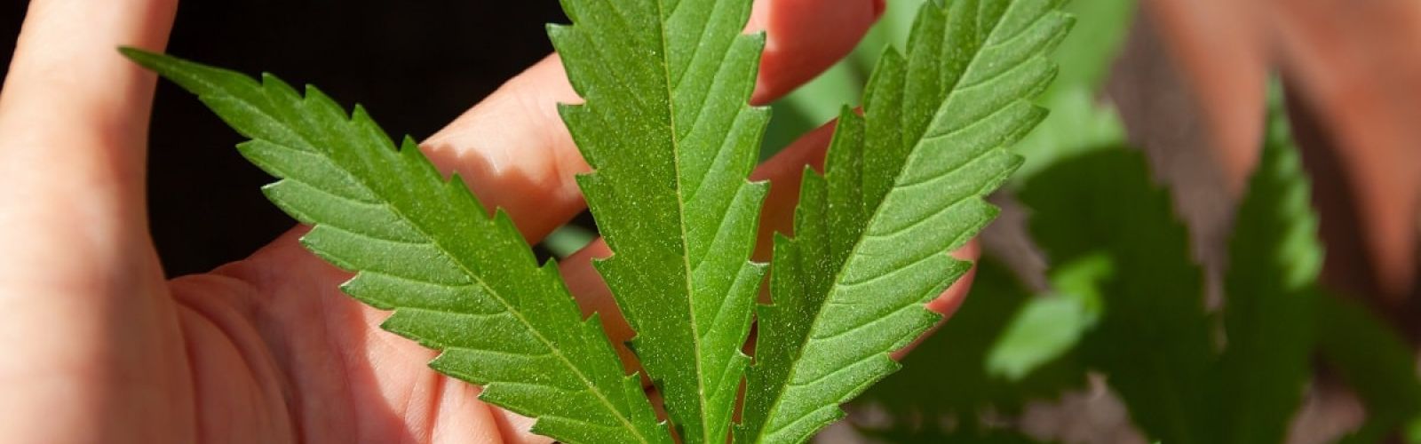 cannabis leaf leaves plant