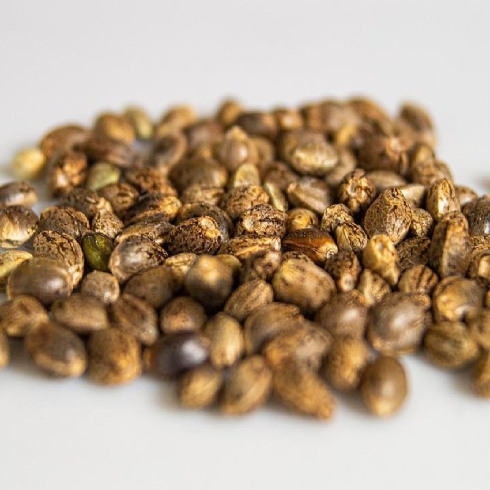 cannabis seeds
