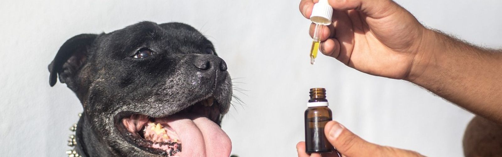 cbd tincture dog canine cannabidiol
