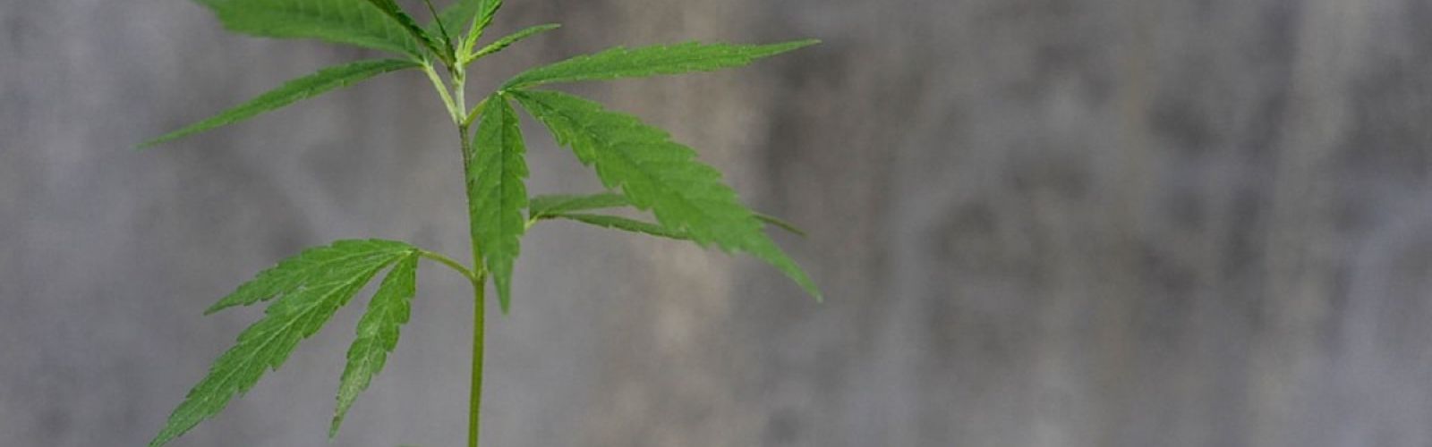 cannabis plant outdoor