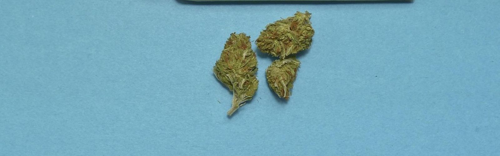 cannabis joints flower buds
