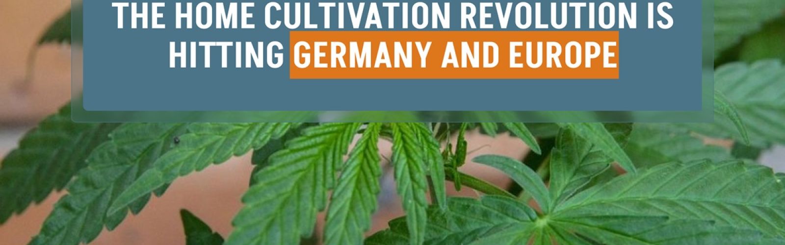 The home cultivation revolution is hitting Germany and Europe