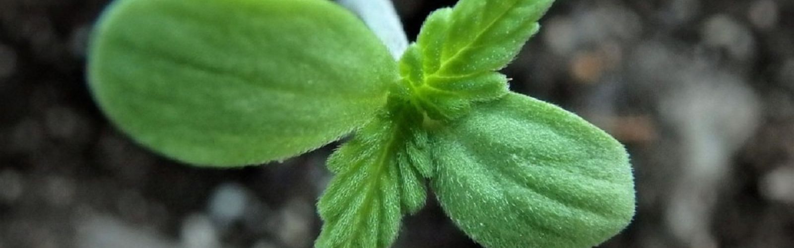 hemp seed clone plant cbd