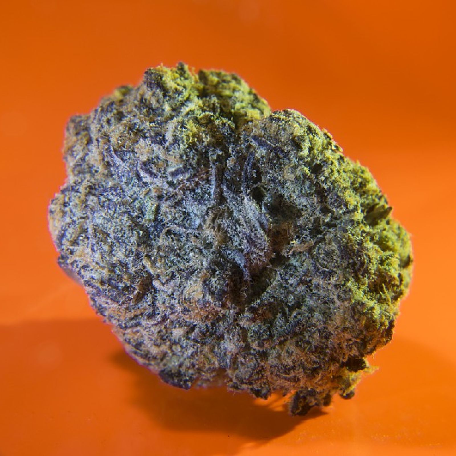 cannabis bud orange background