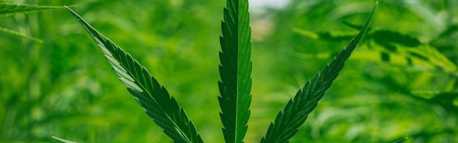 Cannabis leaf plant