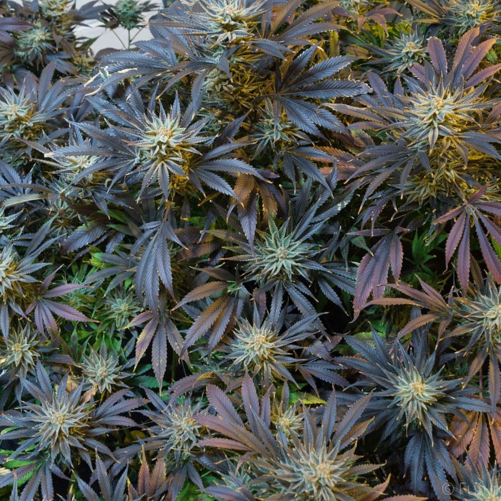 cannabis plants