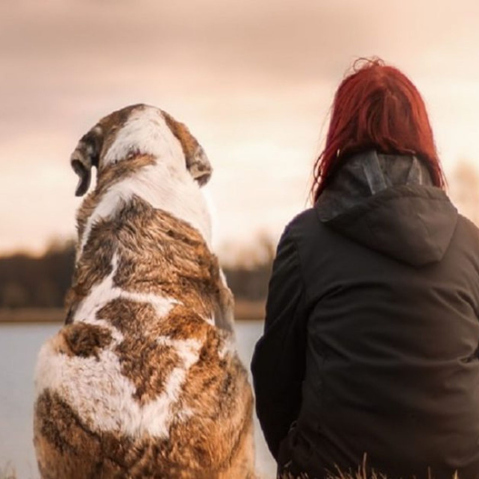 dog pet animal veterinarian