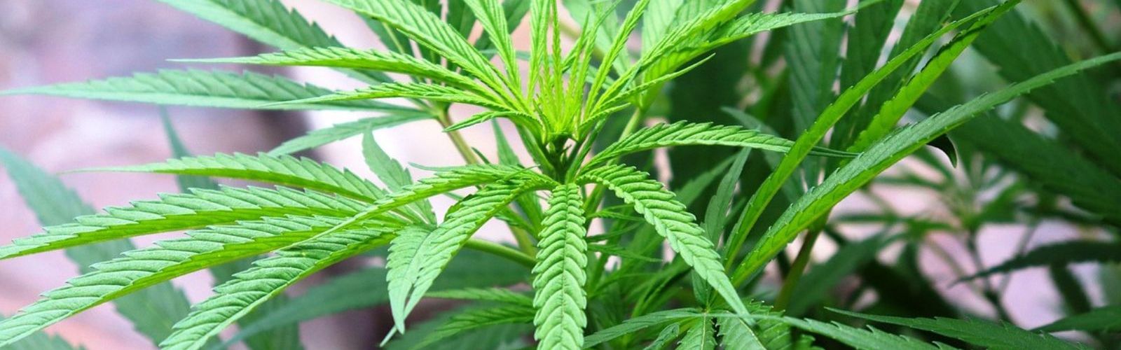 cannabis plant leaves