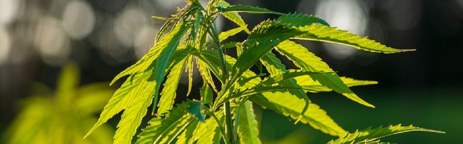 Cannabis Flower Plant Garden