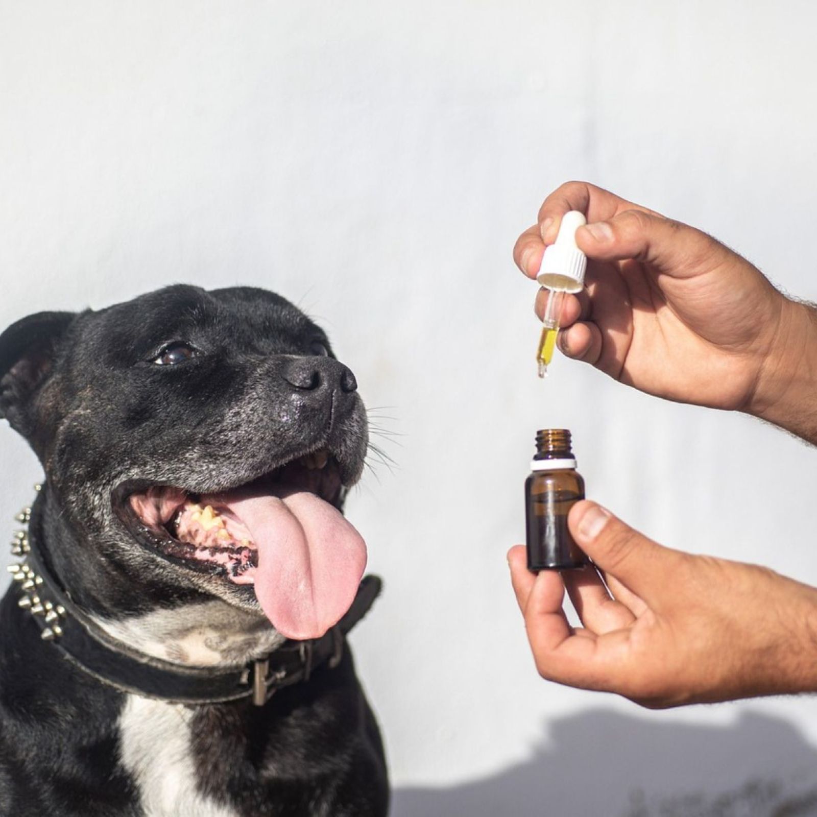 cbd tincture dog canine cannabidiol